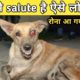 animal rescue team save a mother dog | दिल से salute है ऐसे लोगों को #shorts