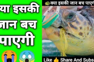 animal rescue क्या इसकी जान बच पाएगी turtle rescue video animal rescue video by_p2motivation #shorts