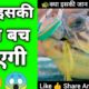 animal rescue क्या इसकी जान बच पाएगी turtle rescue video animal rescue video by_p2motivation #shorts