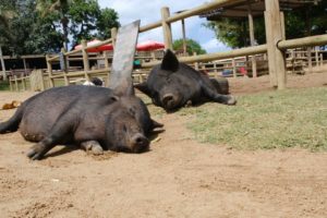 #animals #petlovers #pigs  #shorts  #hoodfights #hood fights