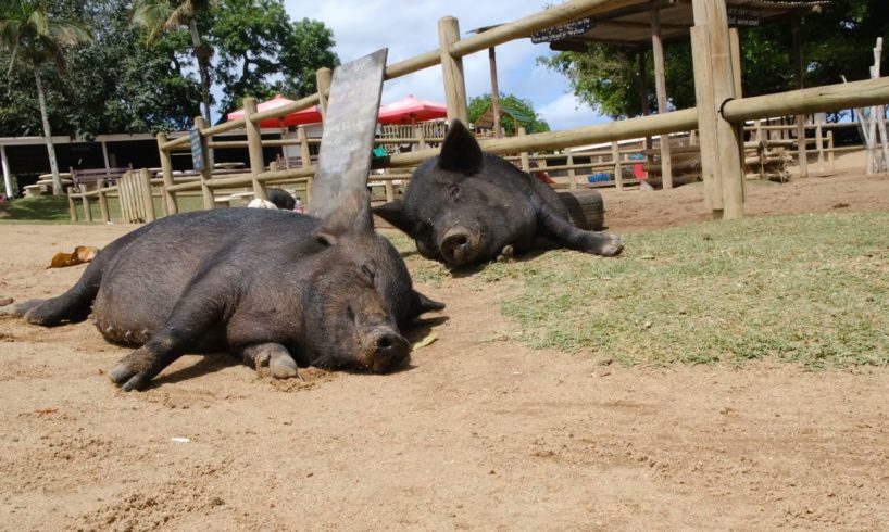 #animals #petlovers #pigs  #shorts  #hoodfights #hood fights