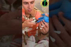 #baby_deer_rescue | baby deer rescue| guy rescues deer | man who finds baby deer| animal rescue
