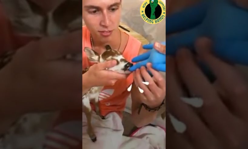 #baby_deer_rescue | baby deer rescue| guy rescues deer | man who finds baby deer| animal rescue