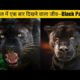 black panther animal fights black panther ka shikar black panther attacks video black panther movie