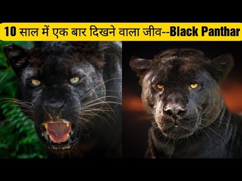 black panther animal fights black panther ka shikar black panther attacks video black panther movie