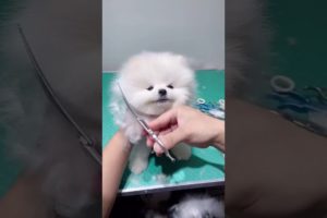 cute & funny dog |tik tok funny dog #shorts