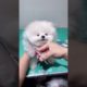 cute & funny dog |tik tok funny dog #shorts