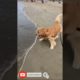 cute dog playing 🐕 animal pups animal home#shorts #youtubeshorts #animals #shortanimal #20