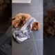 cute funny dog playing 🐕  animal pups animal home#shorts #youtubeshorts #animals #animalhome #30