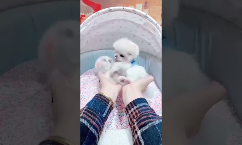 cute puppies | cutest small dogs #shorts