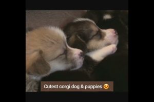 cutest corgi dog 🐕 & puppies 😍❤ | cutest puppies