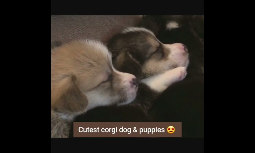 cutest corgi dog 🐕 & puppies 😍❤ | cutest puppies