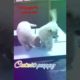 cutest puppies dog #shorts video