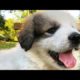 cutest puppies rescue 😍❤️ #shorts #shortsvideo #youtubeshorts
