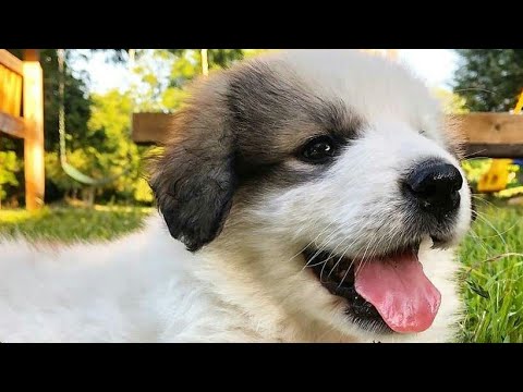 cutest puppies rescue 😍❤️ #shorts #shortsvideo #youtubeshorts