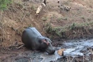 éléphant vs crocodile || animal, fights animal