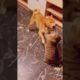 funny animal fights 🐱 🐶