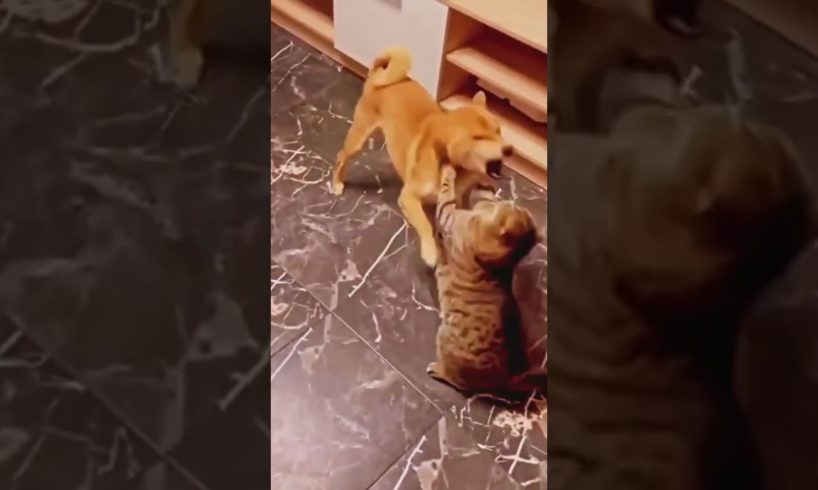 funny animal fights 🐱 🐶