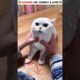 funny cat videos | cute cats | cute animals | funny cats | kittens cats meowing #shorts #funny #cats
