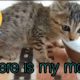 kitten rescue | Rescued by animal | beautiful kitten | abandoned kitten
