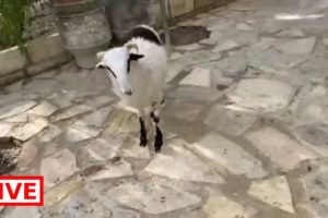 my beautiful cats 🐈 Moses the goat is getting naughty 😈  - Takis Shelter