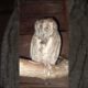 owl 🦉#shorts #animals #owl #foryou #fyp