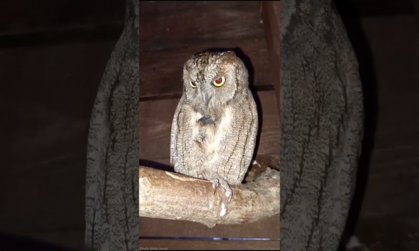 owl 🦉#shorts #animals #owl #foryou #fyp