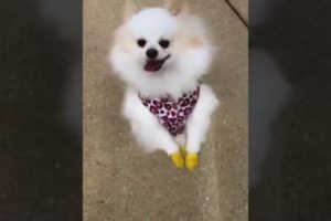 pomeranian walking on back legs Cutest- puppies pomeranian walk dancing #short