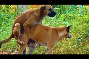 small male dog interesting dog meeting with large female love in front