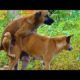 small male dog interesting dog meeting with large female love in front