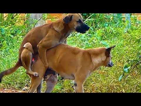 small male dog interesting dog meeting with large female love in front