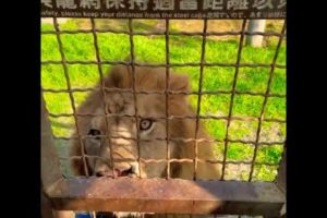 #tiger vs #lion, tiger and lion #fight #shorts #pets #animals #dogs #bhfyp #naturelovers #cats 2022