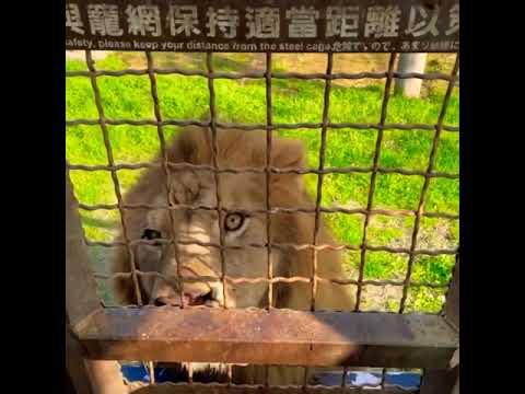 #tiger vs #lion, tiger and lion #fight #shorts #pets #animals #dogs #bhfyp #naturelovers #cats 2022