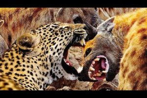 wild animal fight to the death || Animal Fights