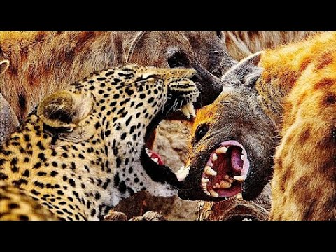 wild animal fight to the death || Animal Fights