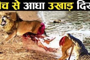 इससे ज्यादा घातक शिकारी कोई नहीं 10 most angry animals ! Animal fight knowledge fact hindi