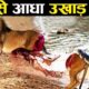 इससे ज्यादा घातक शिकारी कोई नहीं 10 most angry animals ! Animal fight knowledge fact hindi