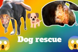 🐕कुत्ते का आश्चयजनक रेस्क्यू/ unbelievable dog rescue/dog rescue team #shorts inquiry #shorts