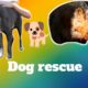🐕कुत्ते का आश्चयजनक रेस्क्यू/ unbelievable dog rescue/dog rescue team #shorts inquiry #shorts