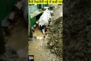 कैसे निकलेगी गड्ढे में फसी गाय | animal rescues caught on tape #cowrescue #animalrescue #esatha
