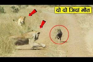 कैसे बचेगा अब ये जंगली सूअर इन दोनों से ll Wild animal fight recorded on camera