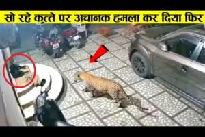 देखिए तेंदुए ने कैसे सो रहे कुत्ते पर हमला किया ll Animal amazing fight recorded on camera