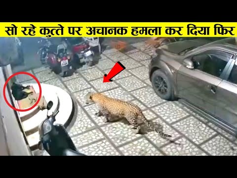 देखिए तेंदुए ने कैसे सो रहे कुत्ते पर हमला किया ll Animal amazing fight recorded on camera