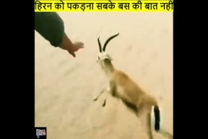 हिरन को पकड़ना आसान नहीं | animal rescues caught on tape | deer fawn rescue #deersquad #esatha