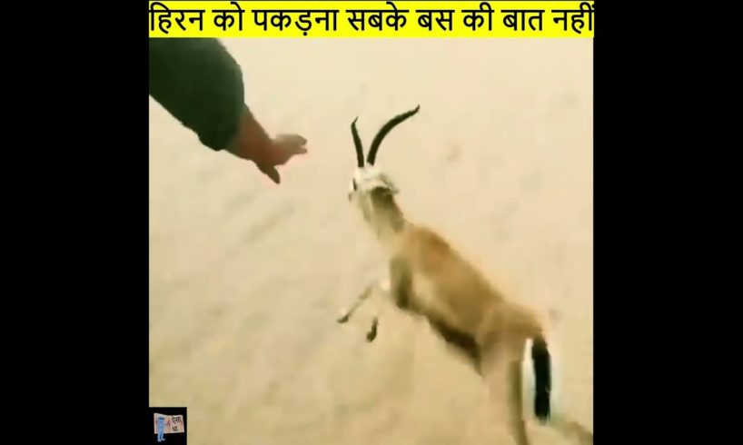 हिरन को पकड़ना आसान नहीं | animal rescues caught on tape | deer fawn rescue #deersquad #esatha