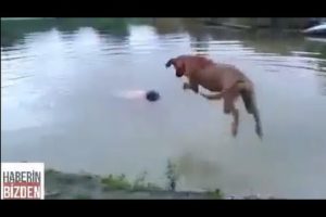 ✪ Brilliant DOG rescues its OWNER from drowning ✪ (MOVING VIDEO)