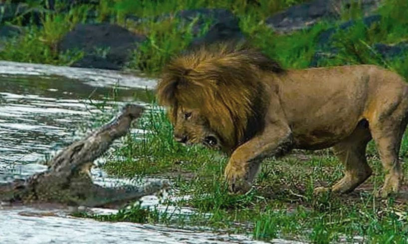 10 CRAZIEST Animal Fights Caught On Camera