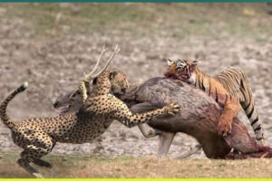 10 Deadliest Moments of Animals Fighting Over Food
