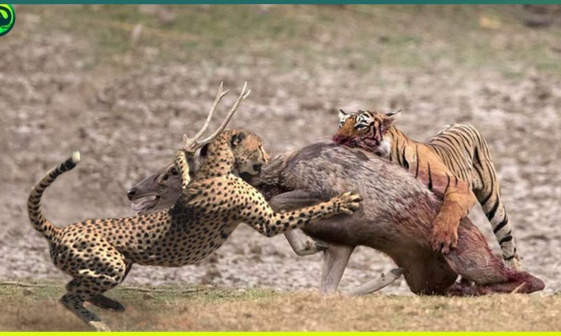 10 Deadliest Moments of Animals Fighting Over Food