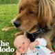 135-Pound Rescue Dog Is Now A Huge Brother To His 15-Pound Little Sister | The Dodo Soulmates